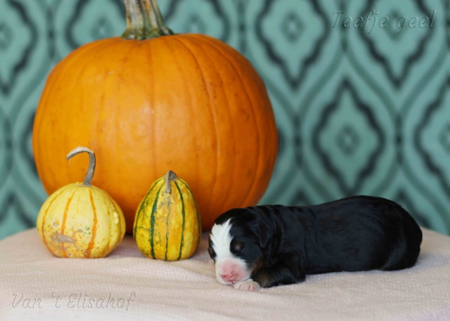 Ww-nest 29-09-2025 Ww-nest 29-09-2025